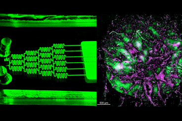 The left image shows the immune organ-on-chip, where the organoids (right) are grown to study the response of human donors. The right image shows development of types of immune cells relevant to the antibody response.